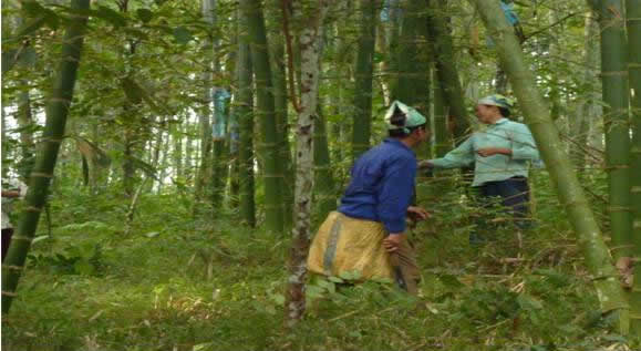 Bamboo hand harvest